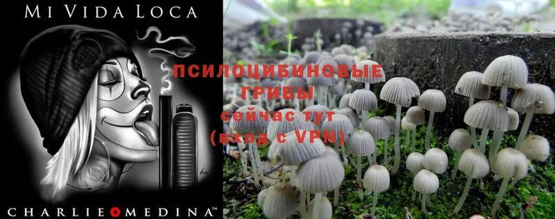 Галлюциногенные грибы Psilocybine cubensis  закладки  Бугуруслан 